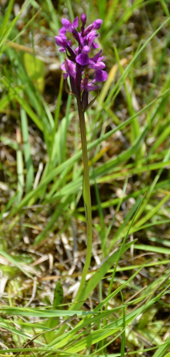 Quale Orchidea ?